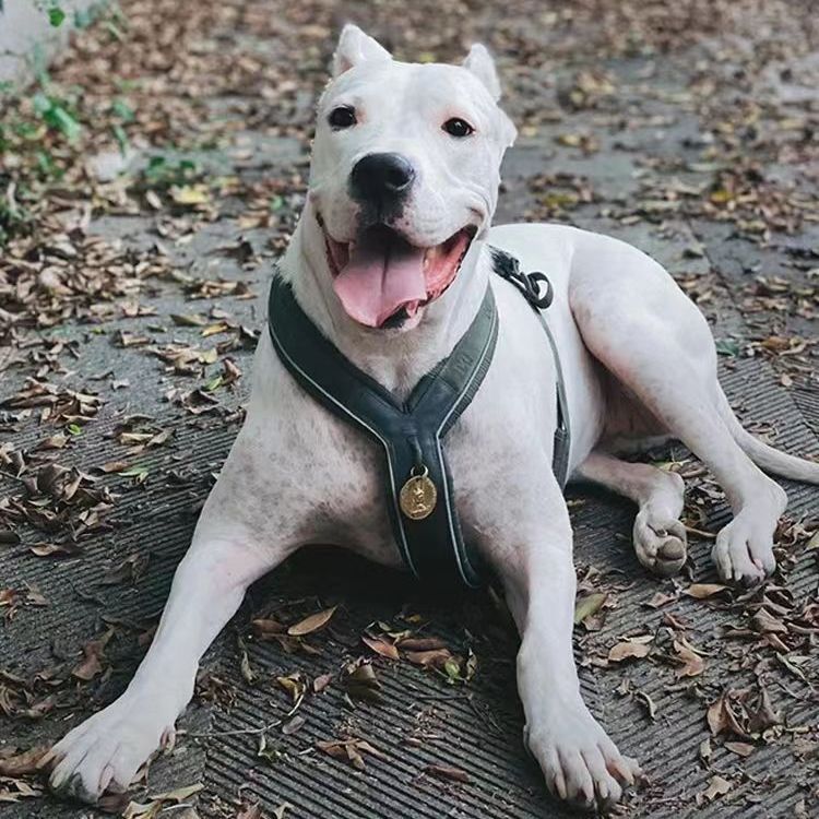 纯种杜高幼犬活体阿根廷杜高犬猎犬大型犬出售幼崽杜高护卫犬狗狗