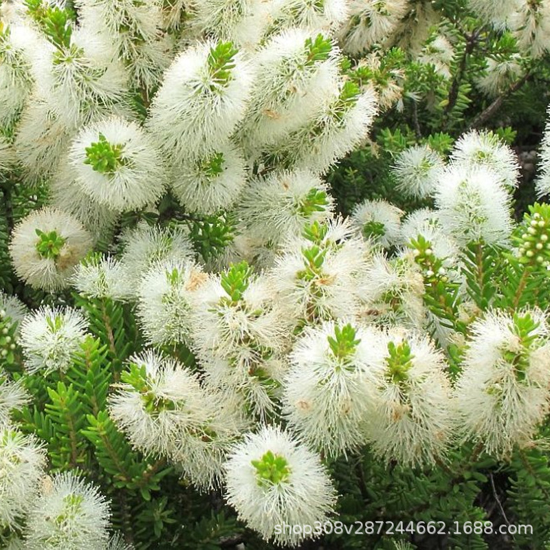 阿甘树绿花白千层精油 niaouli单方精油melaleuca quinquenervia