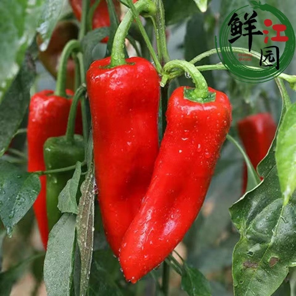 泡椒红辣椒新鲜微辣灯笼椒现摘鲜辣椒酱红辣椒批发红尖椒椒辣泡椒