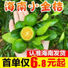 海南小金桔新鲜水果5斤当应季皮薄香水青金柠檬奶茶整箱包邮3