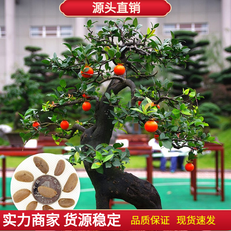 金弹子种子葫芦花生形状果子种籽嫁接鸡血红老鸦柿人参果盆景树种