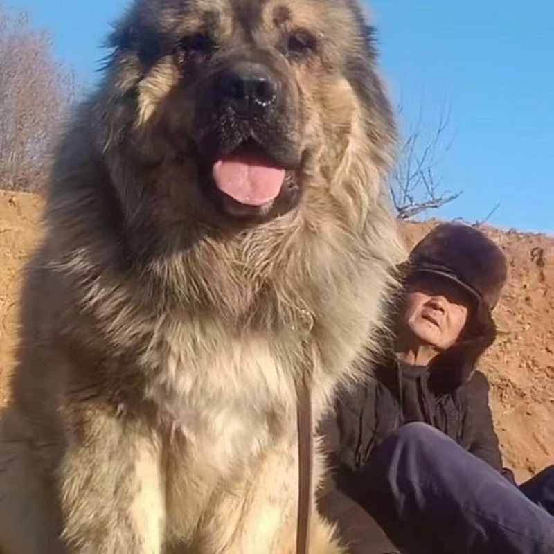 纯种高加索犬幼犬活体巨型俄罗斯熊版高加索幼崽打猎狗猛犬牧羊犬