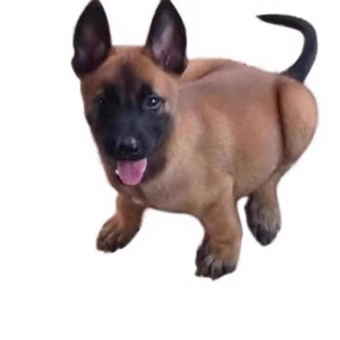 批发马犬活体爆红比利时马犬幼犬宠物狗狗警犬小狗宠物犬工作犬