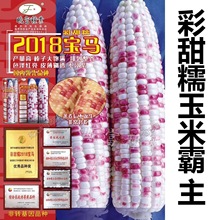 花玉米种子2018宝马彩甜糯玉米种籽香花糯玉米种子蔬菜种子