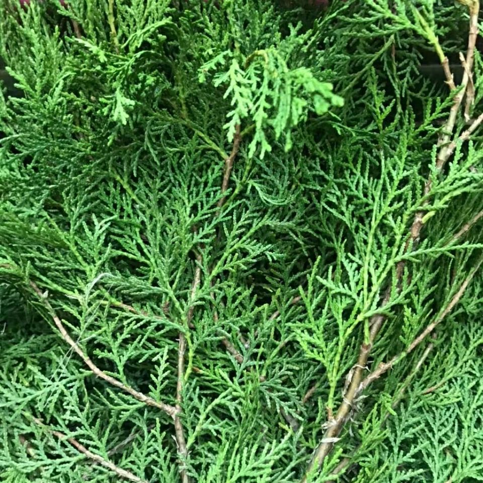 现摘新鲜侧柏叶扁柏叶柏树叶枝洗发泡酒乌熏肉防脱