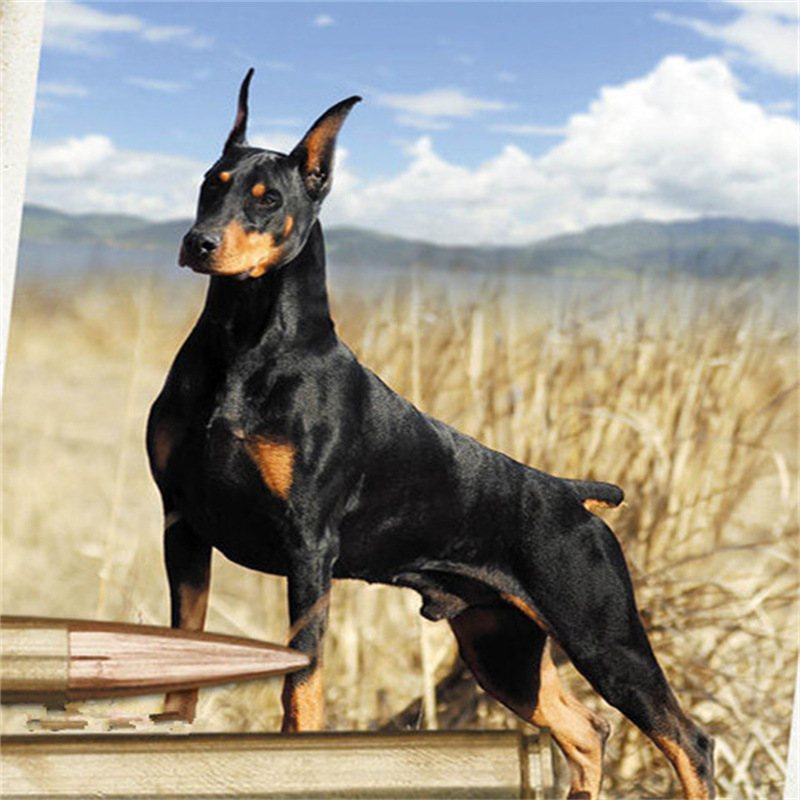 出售高品质杜宾犬活体幼犬宠物犬宠物狗双血统纯种杜宾大骨架疫苗