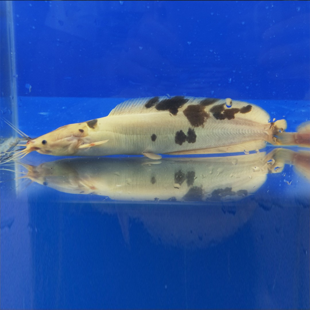 小丑武士鱼活体底层鲶鱼大型热带观赏鱼