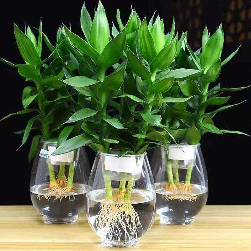 富贵竹水培植物盆栽花卉绿植室内花客厅水养绿萝大叶转运竹观音竹
