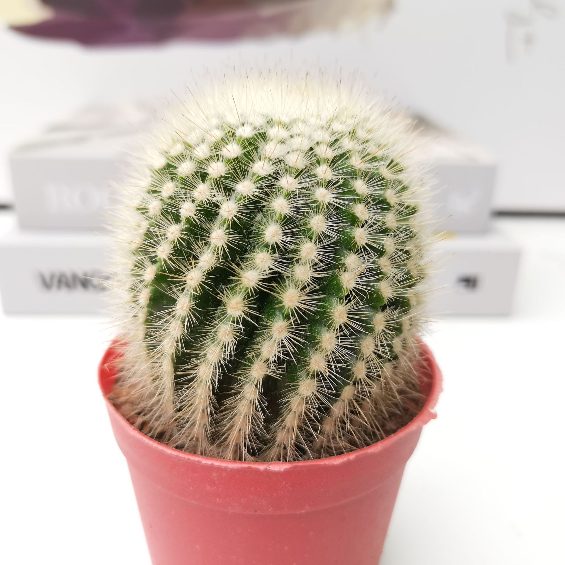 【基地直发】白芙蓉红芙蓉7-8cm仙人球批发 多肉植物批发