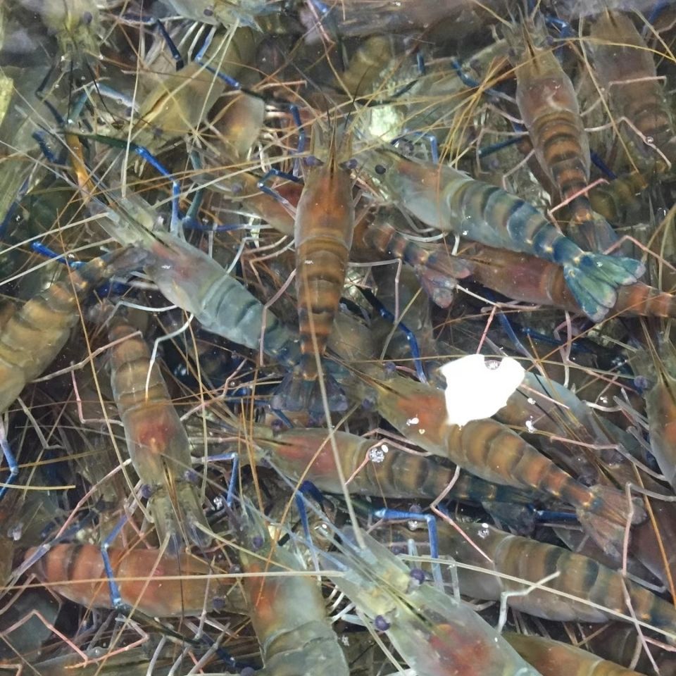 大河虾罗氏虾大头虾新鲜活虾速冻海鲜烧烤淡水大虾批发1000g