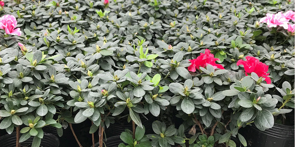 西洋鹃16杯 比利时西洋杜鹃花 带花苞工程绿化毛杜娟 四季杜鹃花