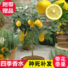 柠檬树苗带果柠檬苗绿植盆栽室内阳台庭院植物四季结果香水柠檬树