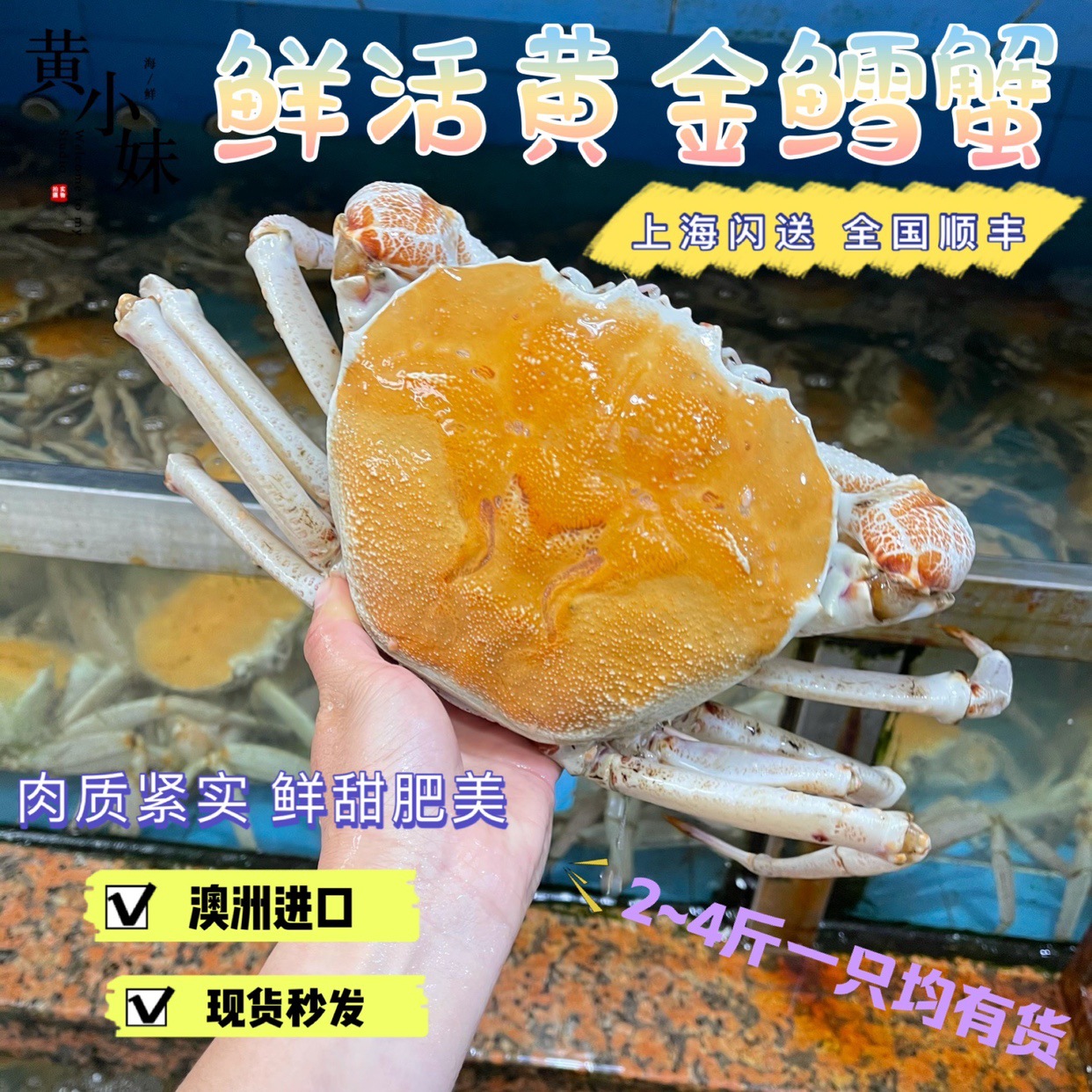 鲜活发货 澳州黄金雪蟹 野生进口水晶蟹皇后蟹生猛海鲜1斤价-阿里巴巴