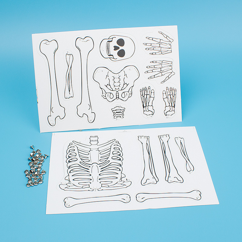 Human Skeleton Primary and Secondary School Physiological Cognition DIY Model Assembly Learning Material Package