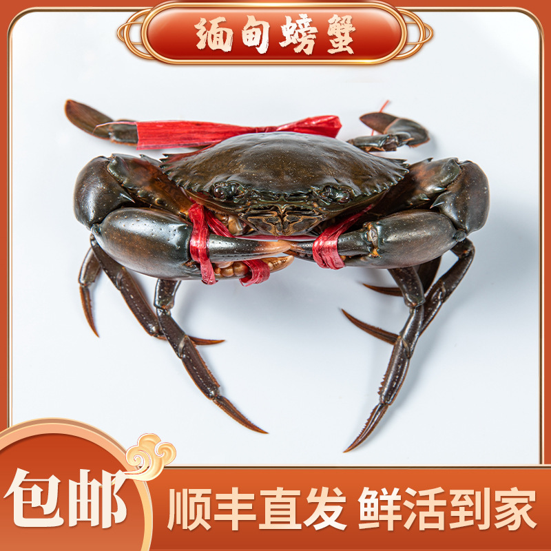 螃蟹肉蟹 缅甸蟹空运 孟加拉青蟹膏蟹 鲜活水产海鲜批发1.5两 2两