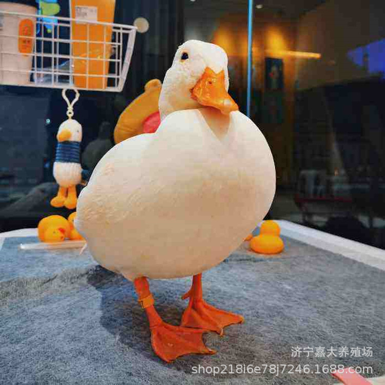 宠物鸭活体 网红柯尔鸭小黄鸭苗活体运输包疫苗脱温家养鸭苗-阿里巴巴