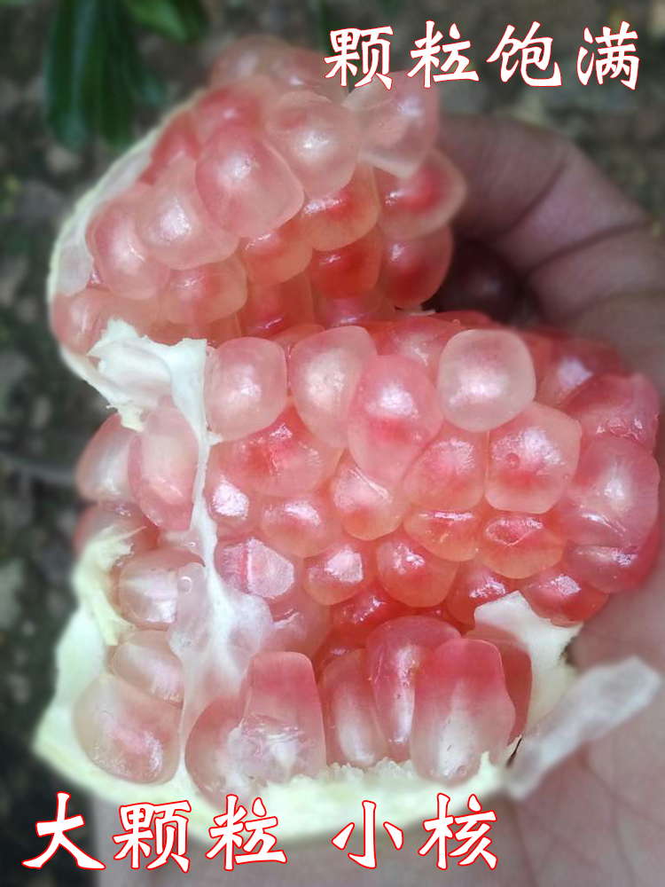现摘云南蒙自石榴甜石榴新鲜水果应季送礼薄皮多汁9斤中果包赔