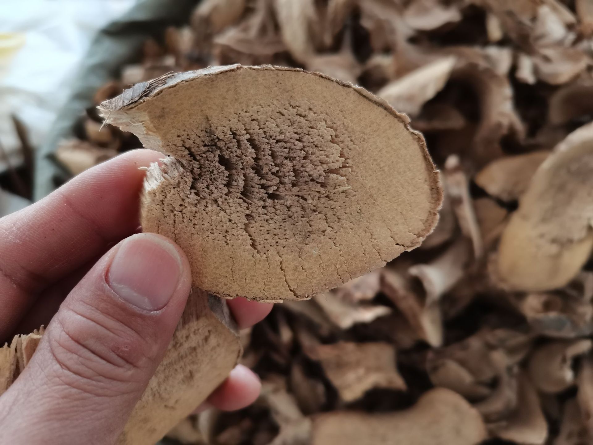 露刀根路刀根路刁根露兜根卢刀根 野菠萝根帕梯根山菠萝根中药材