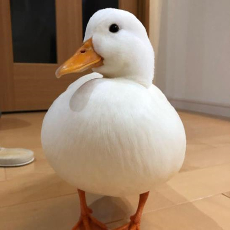 纯种柯尔鸭受精种蛋幼崽活物苗网红宠物鸭科尔鸭子幼仔孵化蛋活体