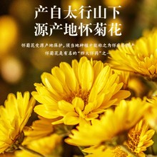 河南焦作温县怀菊花冰菊菊花茶黄菊30g