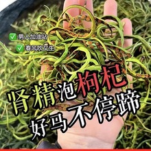 黄金草嗷嗷叫官方旗舰店长白山肾精草化石草东北吉林非野生肾经草