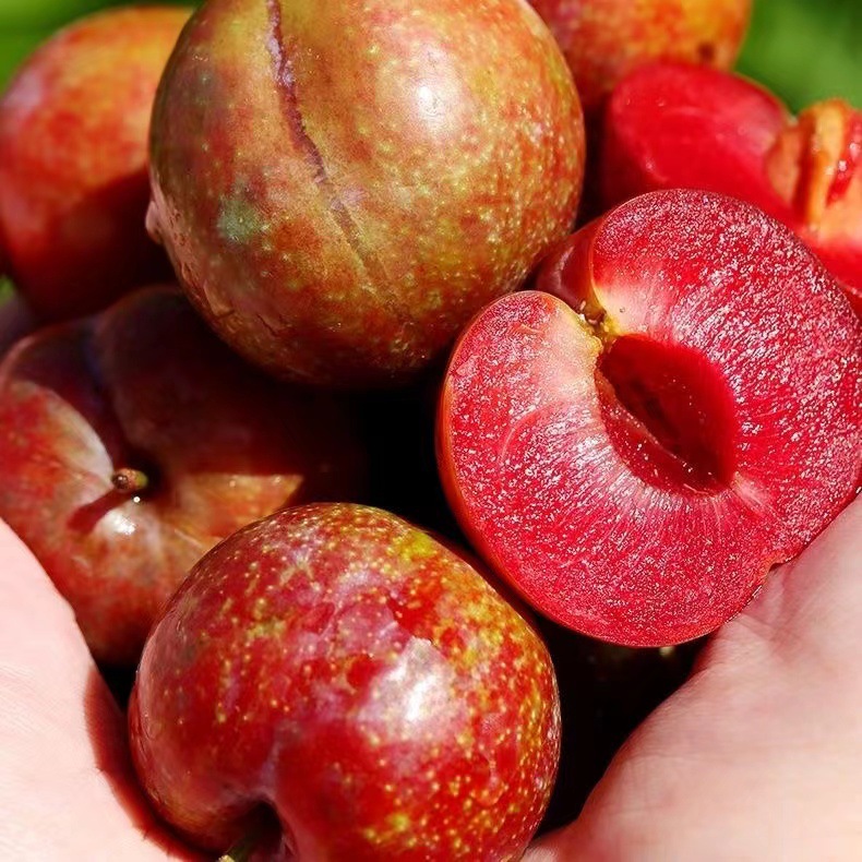 酸甜红心李子新鲜应季水果5斤整箱包邮批发