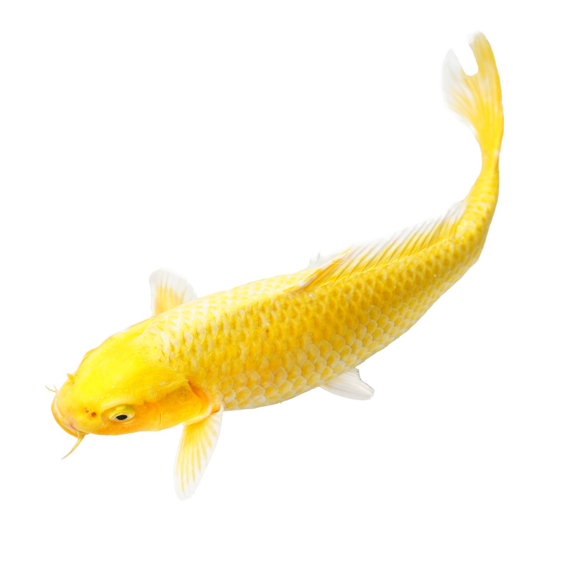 锦鲤鱼活鱼冷水淡水鱼苗观赏鱼小型好养耐活红鲤鱼种小锦鲤批发