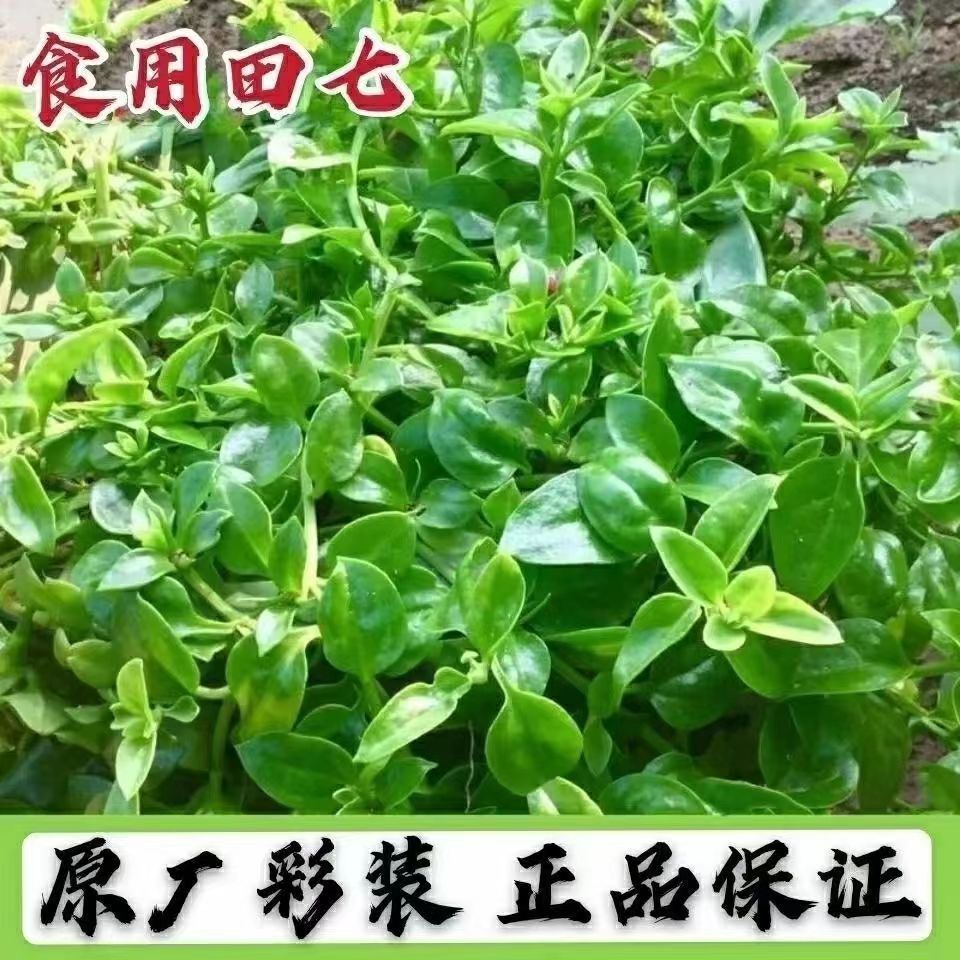 养生田七种子三七种粒食用特色野菜 阳台盆栽强四季种植蔬菜-阿里巴巴