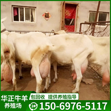 奶羊一头奶羊多少钱一只小奶羊多少钱一只-阿里巴巴