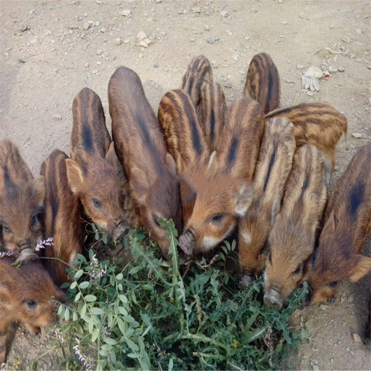 活体二代野猪苗批发 山东野猪养殖基地供应特种野猪种苗现货销售