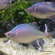 原生溪流小型群游冷水清道夫云南丽纹鳅工具鱼 水底群游鱼好养