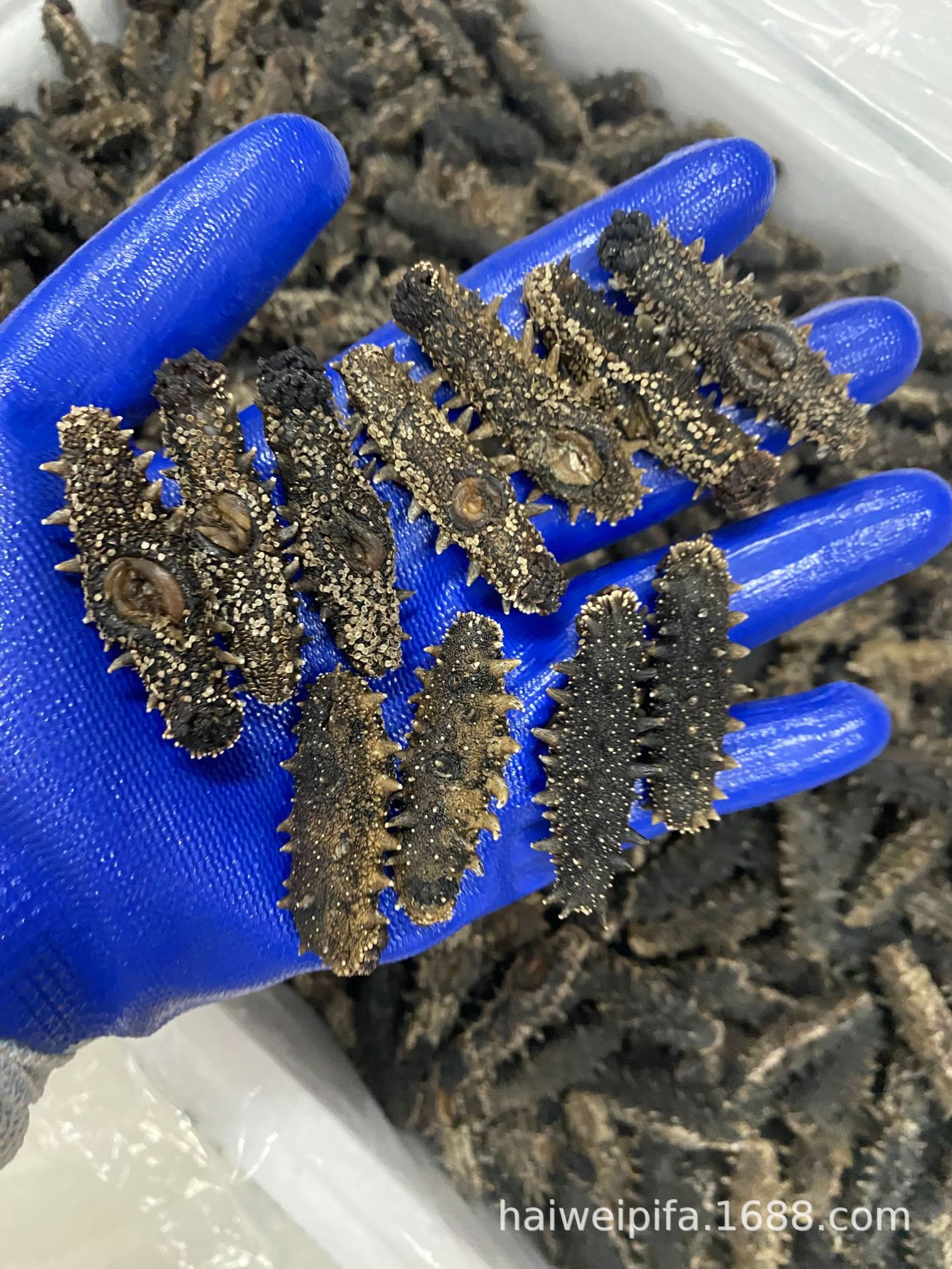 00元82件可售买家服务支付方式各种国内外海参,规格全,品种多,需要