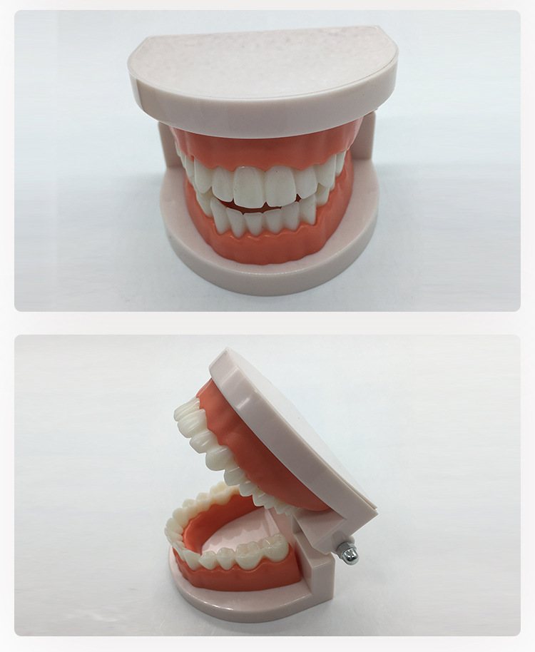 牙齿标准模型教学牙模型口腔齿科器械美牙冰瓷全瓷贴面贴片材料