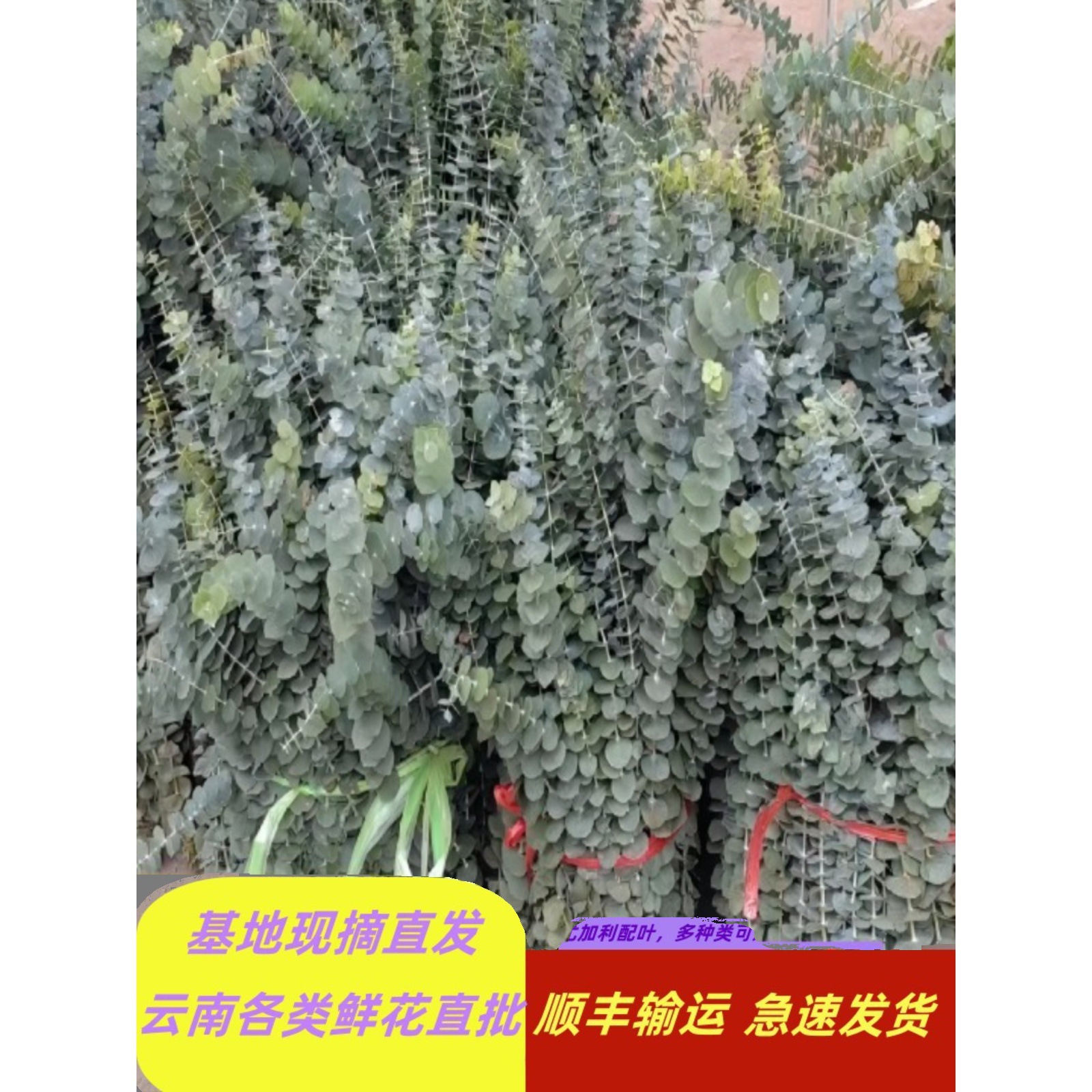 云南昆明尤加利多支细叶多种配花直批鲜花团购摆摊布置婚庆花束
