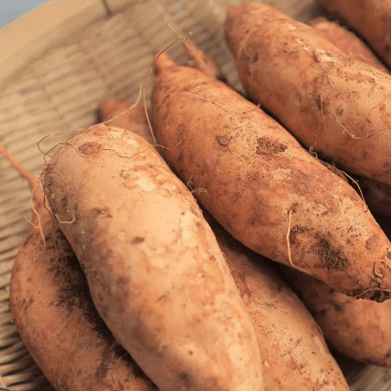 红薯批发云南建水高原黄金蜜薯糖心小香板栗番薯黄心地瓜3/5/9斤