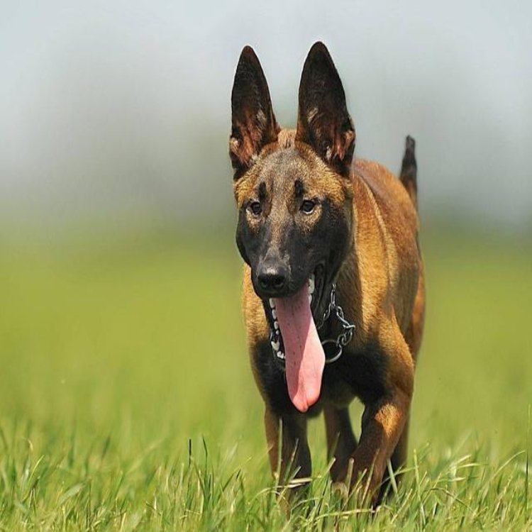 出售纯种马犬活体幼犬血统纯正宠物狗疫苗齐全抗病能力强看家护院