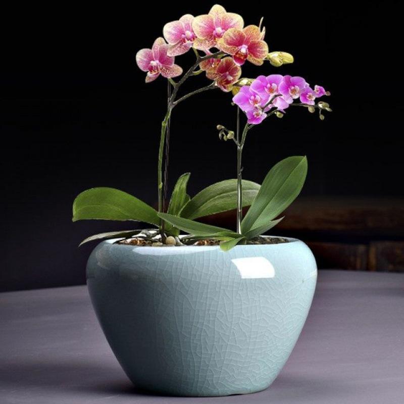 蝴蝶兰花盆创意青瓷绿萝陶瓷大号哥窑绿植君子兰家用吊兰盆栽多肉