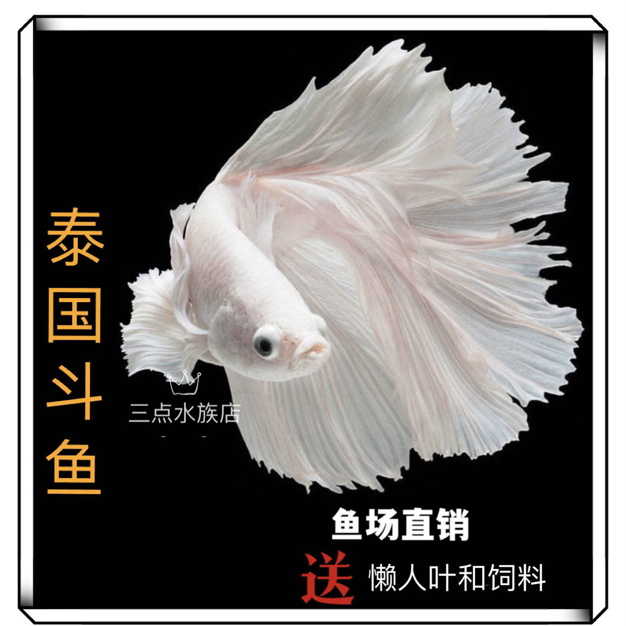 泰国斗鱼半月白色活体热带鱼中小型淡水鱼观赏鱼水水缸鱼-阿里巴巴