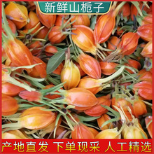 新鲜栀子果纯野生现摘黄栀子山栀子红栀子食用上色中药材500g包邮