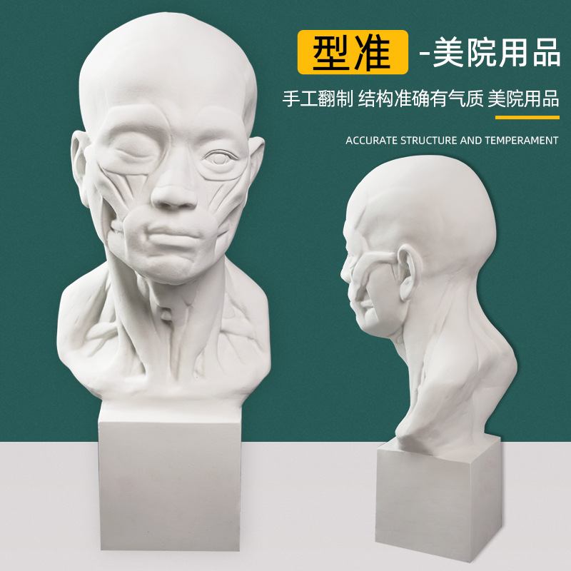 厂家供应肌肉解剖头像石膏教具扒皮人模具素描静物写生美术器材