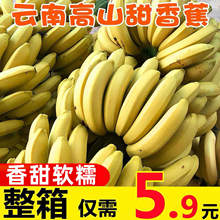 香蕉批发大香蕉整箱批发新鲜水果甜香蕉自然熟绿皮苹果香蕉小香蕉