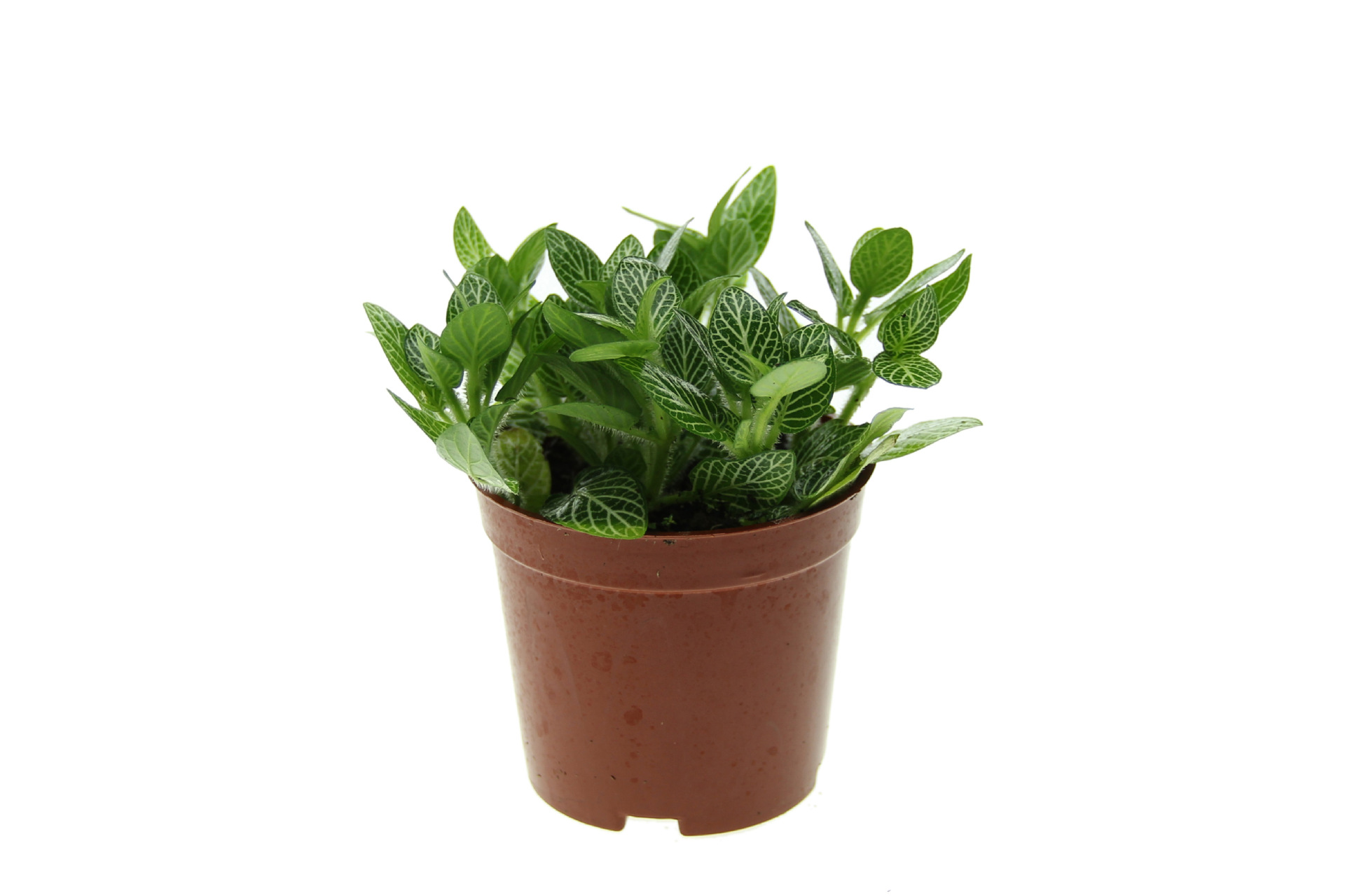 微景观植物 白色网纹草 白天使网纹草 80号盆 室内迷你小盆栽