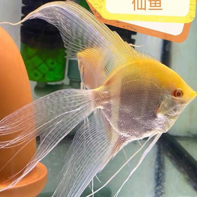 黄蜻蜓神仙鱼红眼睛5条送1条价格燕鱼长鳍长尾燕热带观赏鱼