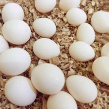 鹦鹉蛋受精可孵化宠物虎皮鸟蛋种蛋云斑大头牡丹种鸟蛋珍珠玄凤