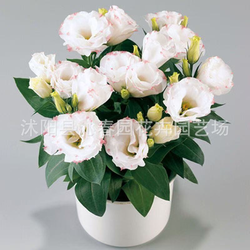 电商代发洋桔梗种子室内四季种易活盆栽花卉室外开花花种子