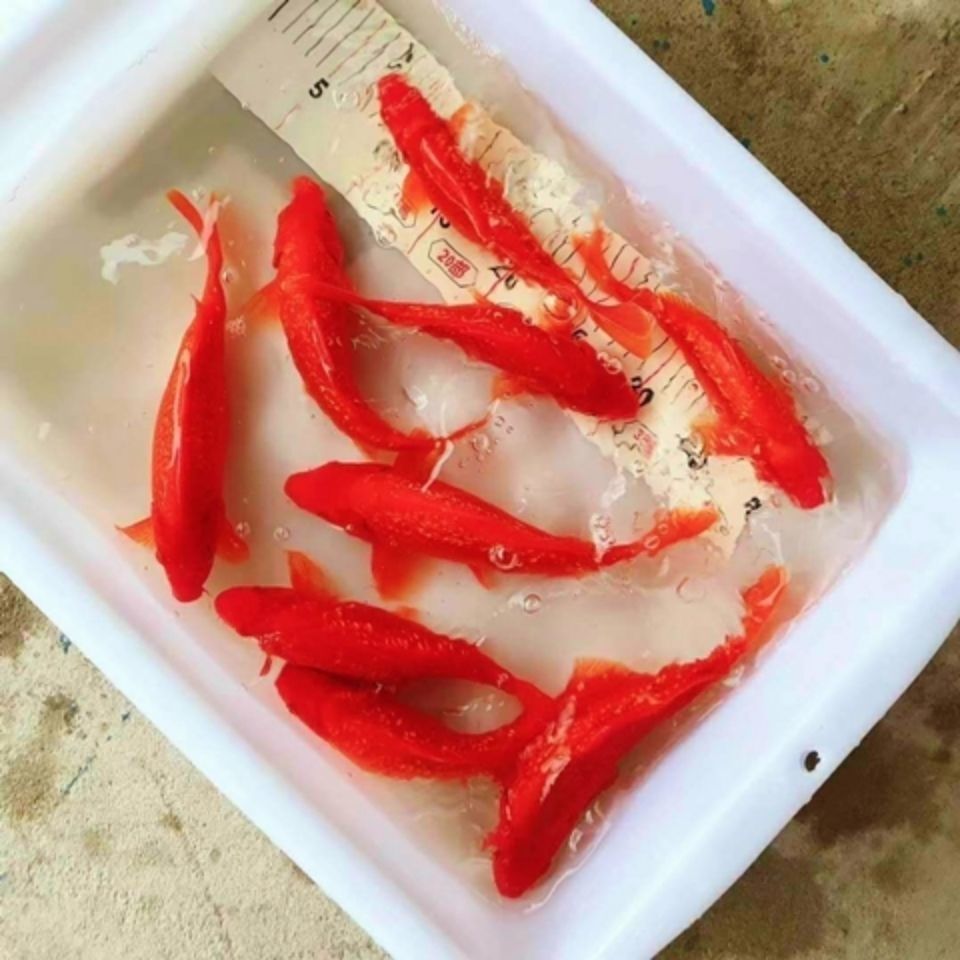 锦鲤鱼活鱼纯红色火鲤闪麟火鲤鱼冷水观赏鱼易活体纯种锦鲤发财鱼