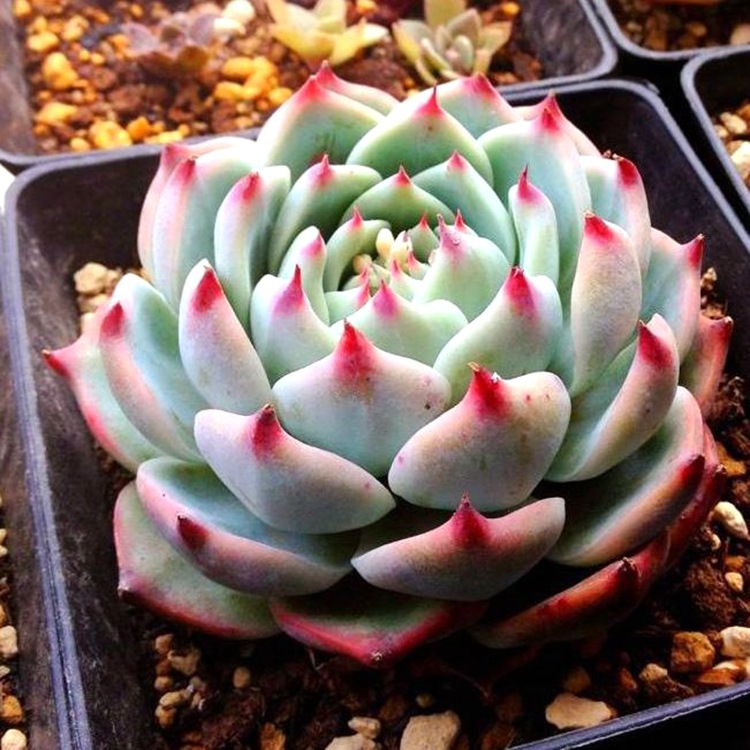 多肉植物吉娃娃吉娃莲多肉超萌肉肉易爆盆办公室花卉绿植盆栽