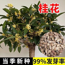 桂花种子四季浓香型桂花树种籽室内阳台易种绿化办公室盆栽花卉籽