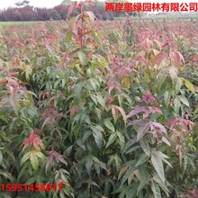 青枫苗 园林绿化苗庭院植物枫树苗 青枫苗红青枫