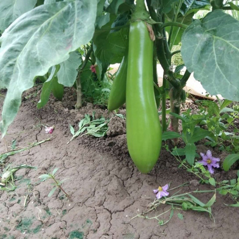 嫁接绿长茄种苗绿冠茄子苗青茄子苗大面积种植茄苗蔬菜秧苗包邮